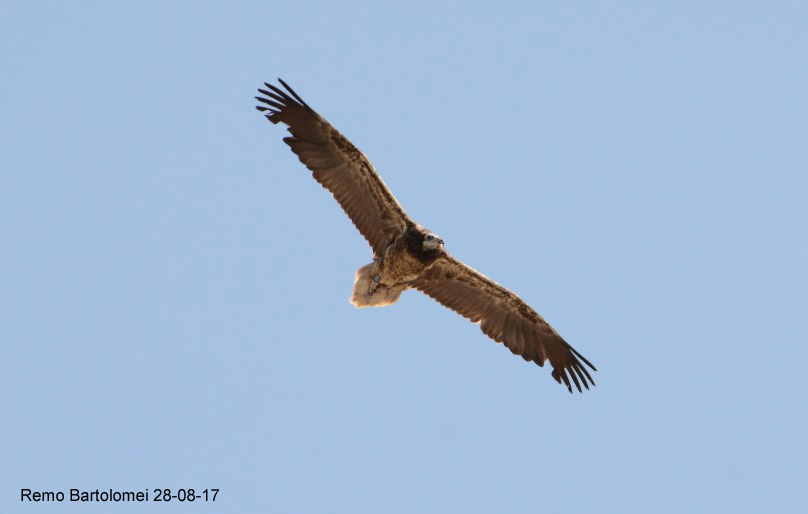 Apollo in volo nel Parco Nazionale dell'Appennino Lucano (foto di R. Bartolomei).